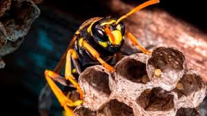 Besides, anything you can do to. How To Get Rid Of Wasp Nest Take Care Termite Pest Control Services