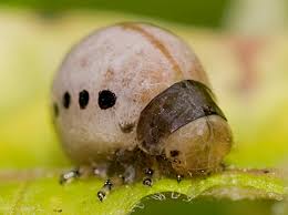 Check spelling or type a new query. Swamp Milkweed Leaf Beetle Larva Labidomera Clivicollis Bugguide Net