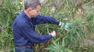 Ein rückschnitt des oleanders ist eigentlich nicht notwendig. Wie Schneidet Man Einen Grossen Oleander Tutorial Youtube