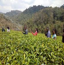 Image result for Bothriocline nyungwensis