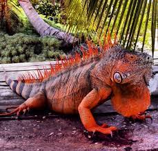 Pin On Geckos