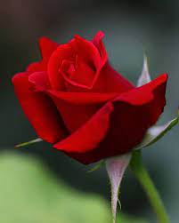 Pin By Rosa Rosa On 111 Roses Flowers Rose Flower Power