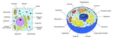 2 3 Eukaryotic Cells Bioninja