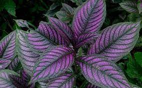 How To Grow And Care For Persian Shield Plants Garden Lovers Club Persian Shield Plant Persian Shield Flower Garden Care