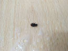 Ada gula ada semut peribahasa. Buat Sendiri Semburan Serbaguna Pemusnah Semut Dari Cuka Selamat Untuk Kanak Kanak Impiana