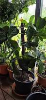 Image result for Ficus pseudomangifera