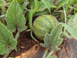 Image result for Cucumis quintanilhae
