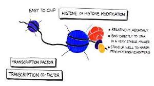 With this aim, we proposed an approach called chipdiff for the. Chip Seq Analysis Histone Modifications