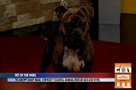 Our work is possible due to committed volunteers and foster homes. Pet Of The Week Waggin Tails Wfxb