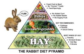 The Rabbit Diet Pyramid Rabbit Diet Pet Bunny Rabbits Rabbit Treats