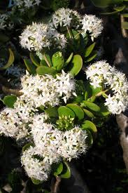 Image result for Senecio pleistocephalus
