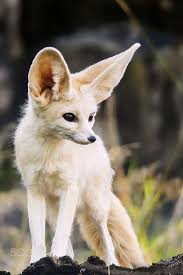 Fennec Fox: smallest fox/canid in world (2-3 lb). From N. Africa. With Gray  Foxes, considered easiest to domesticate ..>… | Animals beautiful, Cute  animals, Pet fox