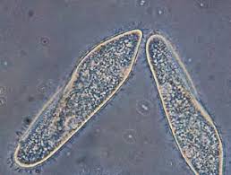 Protist - Diversity, Unicellular, Microscopic | Britannica