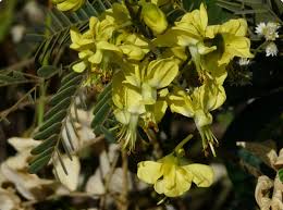 Image result for Caesalpinia decapetala