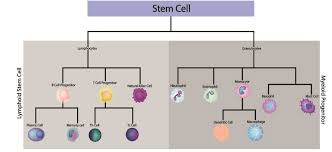 Animal cell immune system definition. Humoral Immunity The Definitive Guide Biology Dictionary
