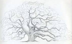 How to draw an oak tree. Draw An Oak Tree Angel Oak Tree