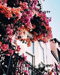 Flower Iphone Wallpapers Iphone Flower Wallpaper 1080p Iphone 7 Flower Wallpaper 4k Pretty Floral Iphone Planting Flowers Flowers Nature Flowers Photography