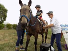 I also have a breed grid between cannon ponies and a few of my ocs going others with pony rentals (if you have an open pony rental, comment and i will add it to the list! Pony Parties At Your Location Heberle Stables