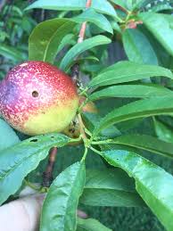 Planting fruit trees in your yard can completely transform a barren landscape into one teeming with birds, pollinators, and other wildlife. Can Someone Help Identify This Fruit Tree From My Backyard Texas Us Horticulture