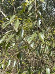 Image result for Coptosperma supra-axillare