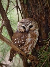 Local Birds In My Area The Northern Saw Whet Owl Has To Be One Of My Favorites It S So Beautiful Saw Whet Owl
