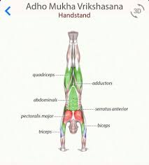 Adho Mukh Vrikshasana Handstand Yoga Anatomy Yoga Handstand Yoga Muscles