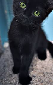 Black Baby Kittens With Green Eyes Black Cats With Green Eyes Are Considered To Be Good Luck Cute Black Cats Kittens Cutest Little Kittens