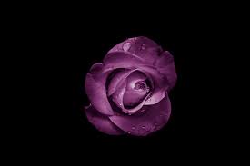 We did not find results for: 5201287 6000x4000 Rose Flower Plant Cool Backgrounds Water Smallflower Vienna Backgrounds Creative Commons Images Wallpapers Hd Backgrounds Studio Waterdrops Computer Backgrounds Dark Moodylight Hd Wallpapers Austria Blossom Cool