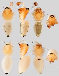If pests are making themselves at home in your home or business, terminators pest control is ready to help. Taxonomic Revision Of The Dwarf Spider Genus Shaanxinus Tanasevitch 2006 Araneae Linyphiidae Erigoninae With New Species From Taiwan And Vietnam Springerlink