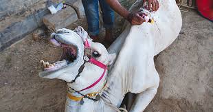 Camel market in daraw, egypt. The Shocking Reality Of Horses And Camels In Egypt Bored Panda