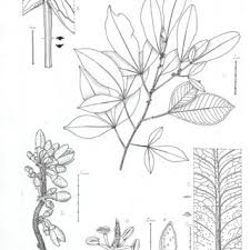 Image result for Vepris sansibarensis