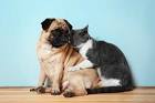 FORGET CATS! Funny PUGS are here to MAKE YOU LAUGH! - Funny DOG compilation