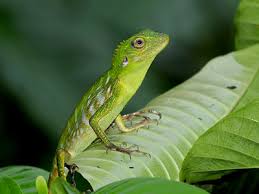 Image result for Blotiella crenata