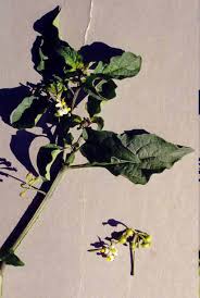 Image result for Solanum americanum