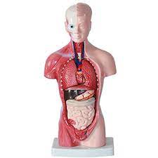 This diagram depicts torso muscles diagram. Human Body Model 28cm Torso Human Internal Organs Anatomical Model Medical Teaching Aids Skeleton Children S Educational Toys Torso Body Anatomy Heart Brain Skeleton School Educational 11inch Walmart Com Walmart Com