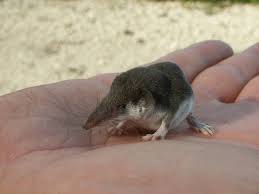 Check spelling or type a new query. Etruscan Pygmy Shrew The World S Smallest Mammal By Weight 0 063 Oz Saugetiere Kleine Tiere Ausgestopftes Tier