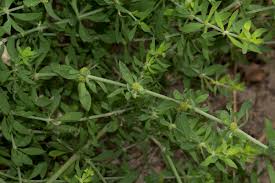 Image result for Pollichia campestris