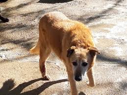 Im tierheim welches wir unterstützen leben rund zweihundersechzig hunde, zum großen teil ehemalige streuner, und eine wechselnde außerdem adoptieren wir hunde aus den umliegenden tierheimen um auch einigen von ihnen eine chance auf ein echtes leben zu geben. Notfalle Suchen Ein Zuhause Canis Bonus Hundeschule