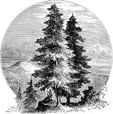 Pine tree on a cliff rocky shore with tall trees. Simple Tree With Roots Clipart Black And White Novocom Top