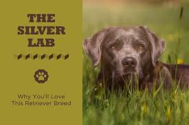 We are a family owned golden retriever kennel in southeastern wisconsin, raising healthy akc/ofa golden retrievers to bring joy and long life to your. The Silver Lab Puppies Facts Lifespan And Intelligence