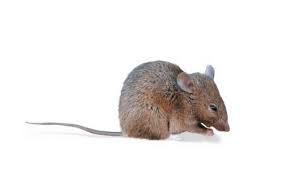 Услуги по борьбе с вредителями. Pest Control San Antonio Tx Abc Home Commercial Services