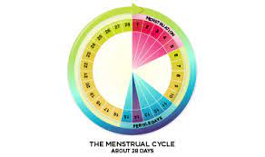 The cycle begins with the menstrual phase, which typically lasts from one to four days. Menstrual Cycle Basics Your Period
