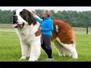 The Top 10 Most Popular Dog Breeds For 2020 [ BLOGPOST ]