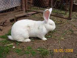 Iepuras de colorat planse de colorat cu animale iepuras. Poze Iepuri Enghisjan