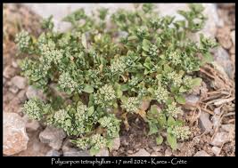 Image result for Polycarpon