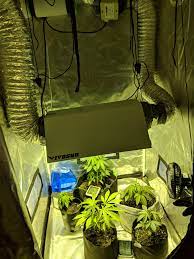 Stulz precision cooling & humidity control solutions for grow rooms. Grow Tent High Temps 1st Grow Microgrowery