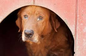 (lax > wla ,venice, santa monica, marina) pic hide this posting restore restore this posting. Free To A Good Home Death And Despair On Craigslist Peta