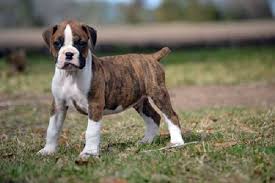 Boxer puppies for sale.ma, me, nj, ny, ct, nh, european. Flashy Brindle Boxer Puppies For Sale