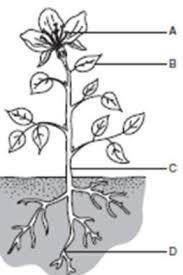 Página para colorear fotosíntesis ; Look At The Picture Below In Which Part Of The Plant Does The Most Photosynthesis Occur Brainly Com