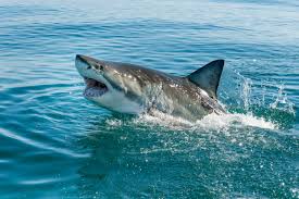 The largest white sharks accurately measured, says the book great white shark, range between 19 and 21 feet [5.8 about 30 of these attacks are fatal. Here S How Common Shark Attacks Are In The U S Time